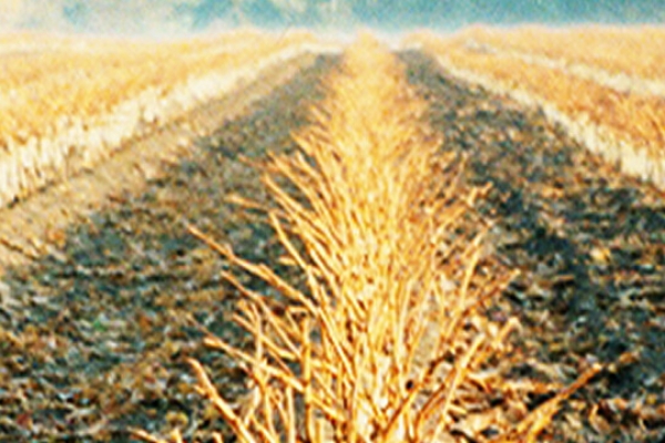 rebschule-freytag-herbst 1600 360