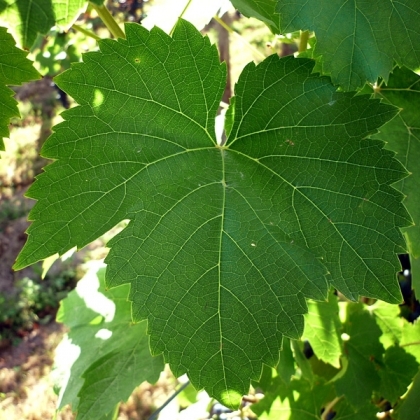 Cabernet Cubin Blatt