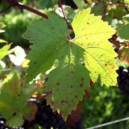 Dunkelfelder Blatt