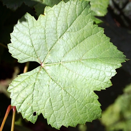 Grauburgunder Blatt