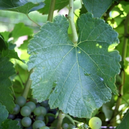 Silvaner Blatt