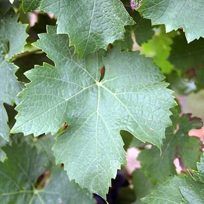 Cabernet Franc Blatt