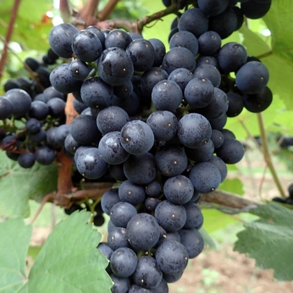 Cabernet Dorsa Traube