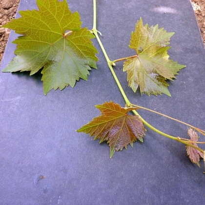 Cabertin Triebspitze