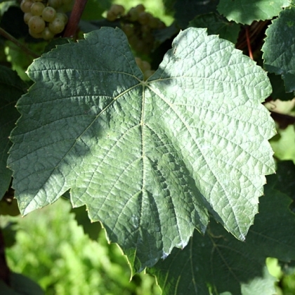 Auxerrois Blatt